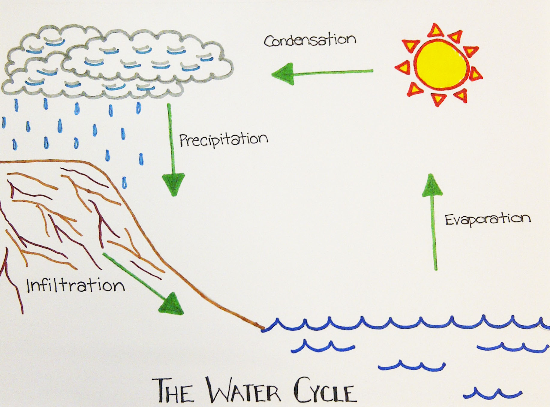 PLEASE HELP WIILL GIVE BRANLIEST !!!!!! In this activity, you will make a  model of the water cycle. Part - brainly.com